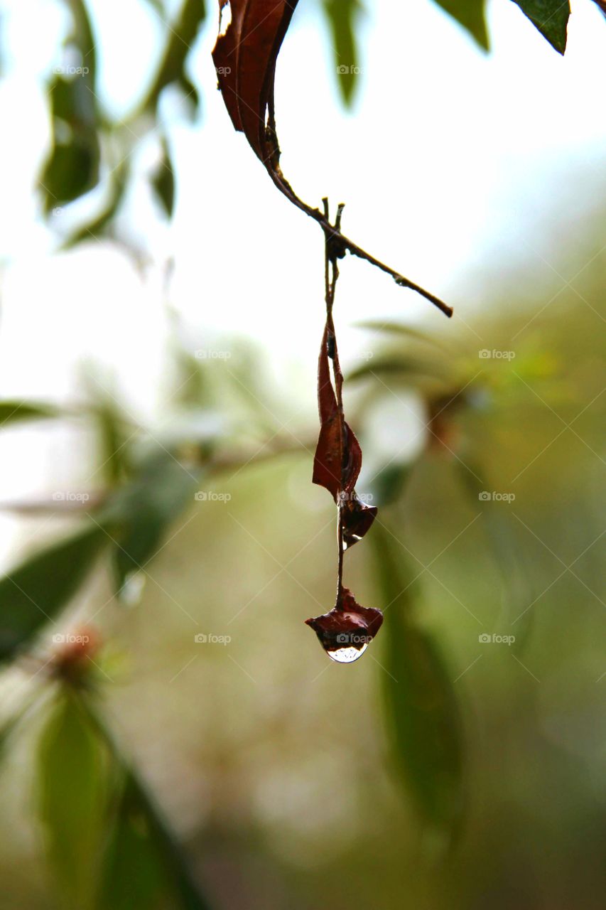 precariously places leaf dripping after the rain.