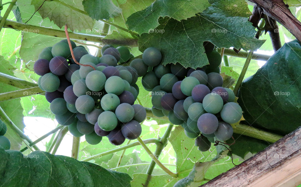 grapes