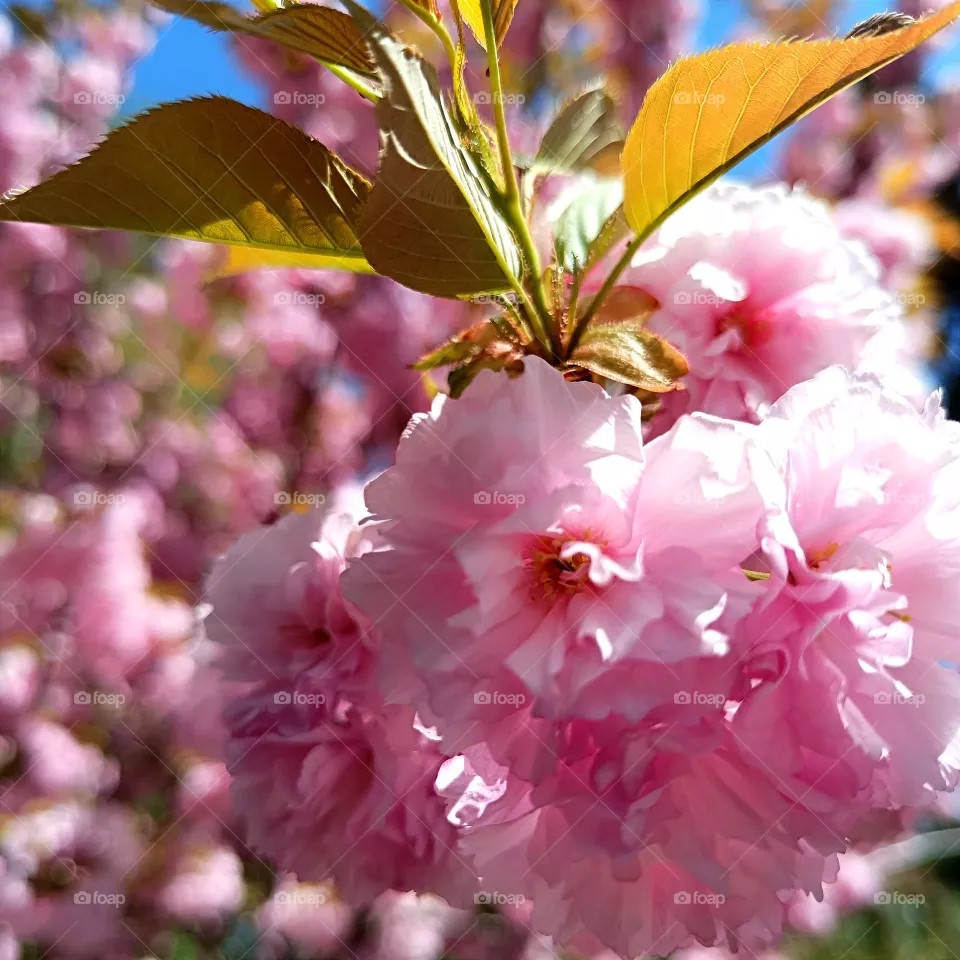 Sakura in bloom