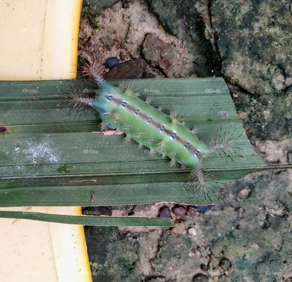 A leaf-eating caterpillar called Setora nitens
