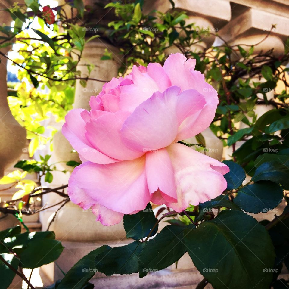 A rose in bloom at monaco
