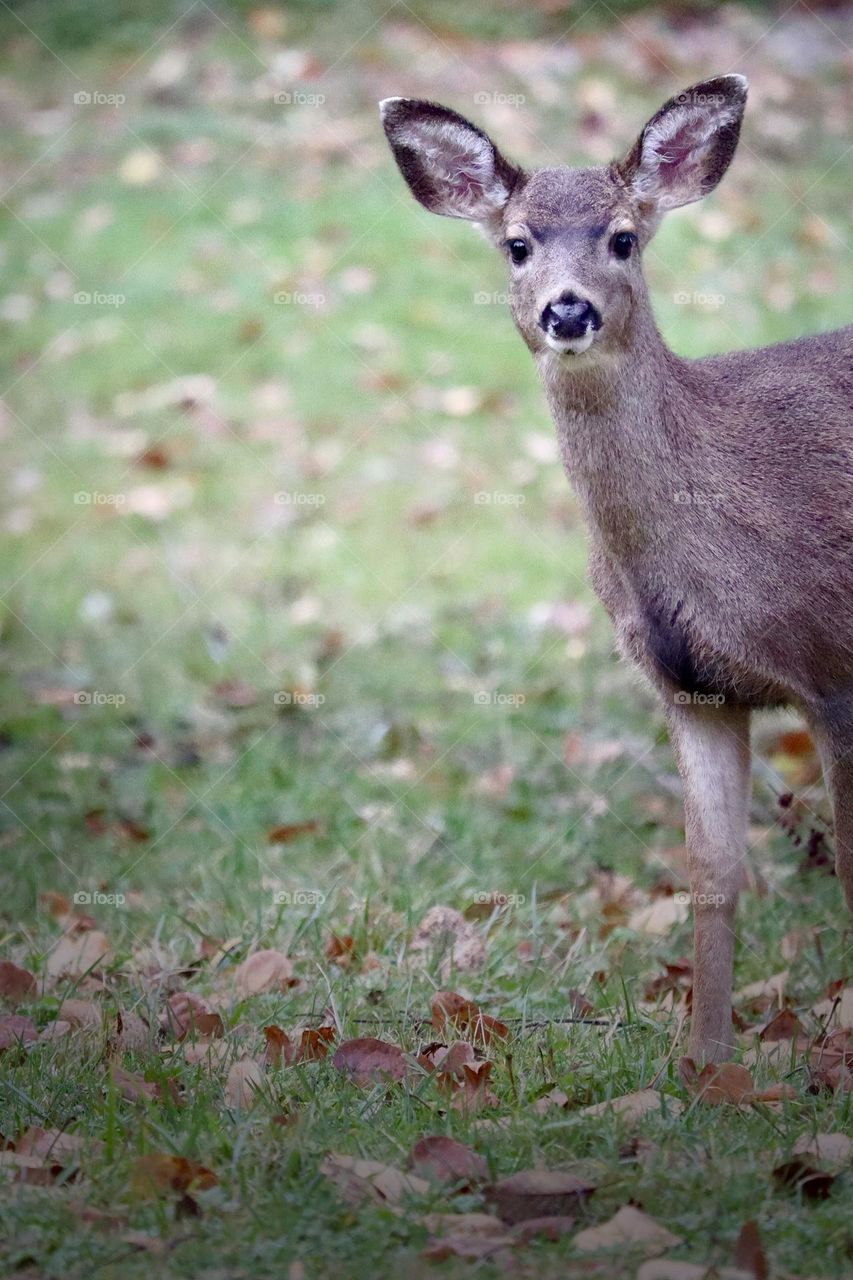 A young doe looks curiously around a grassy field in the cool days of Winter in Washington State 