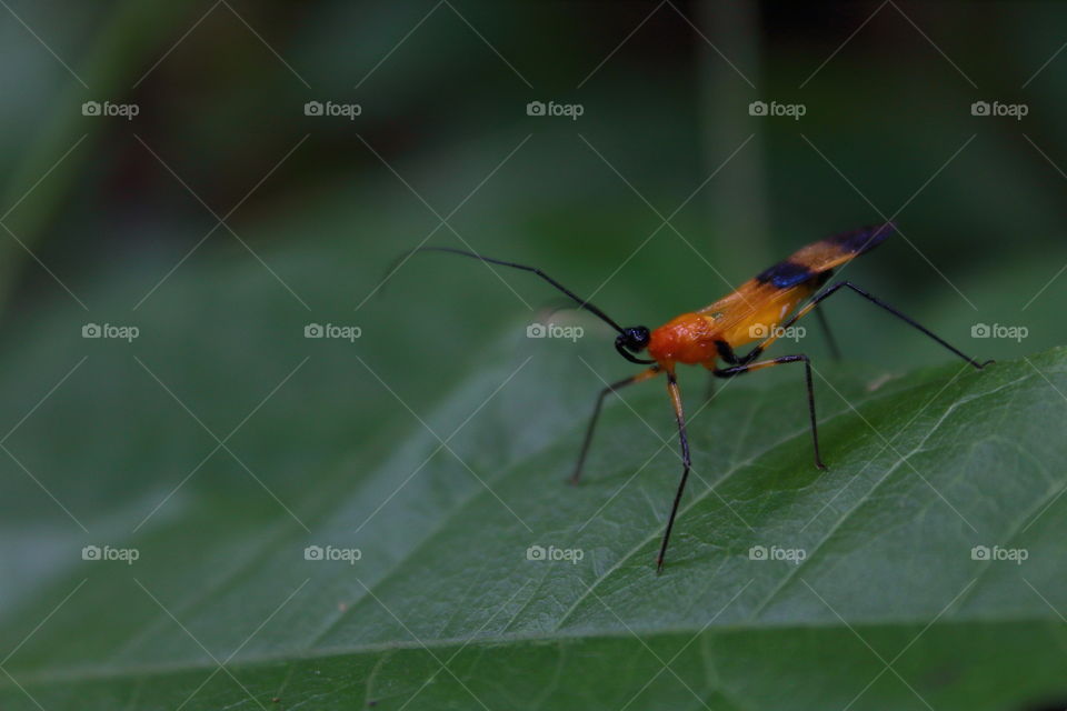 Macro shot of a peculiar orange insect.
