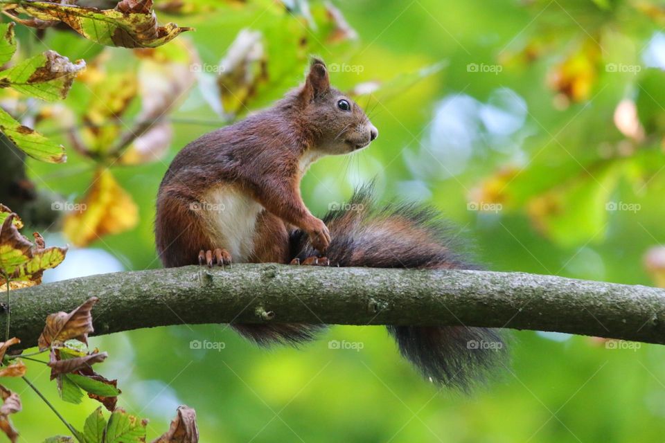 Red squirrel playing with his tail on a tree