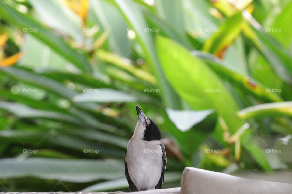 Singing bird