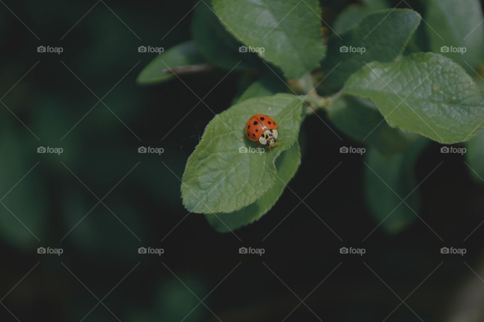 ladybug