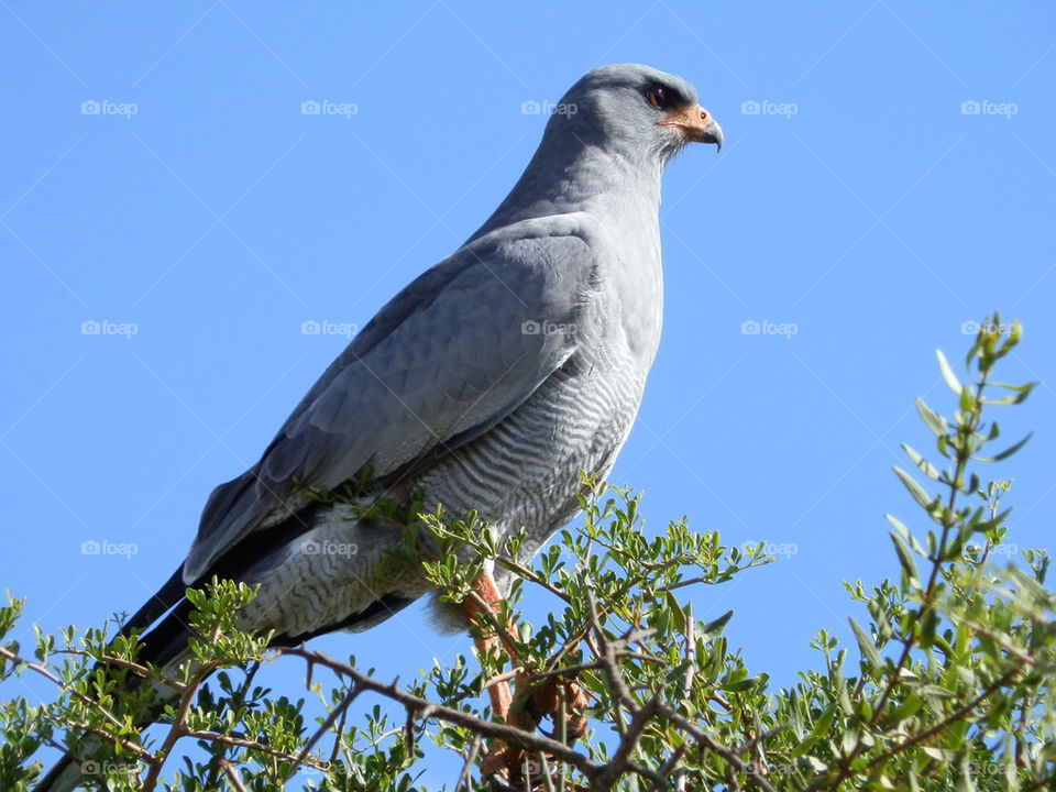 Bird perching on tree