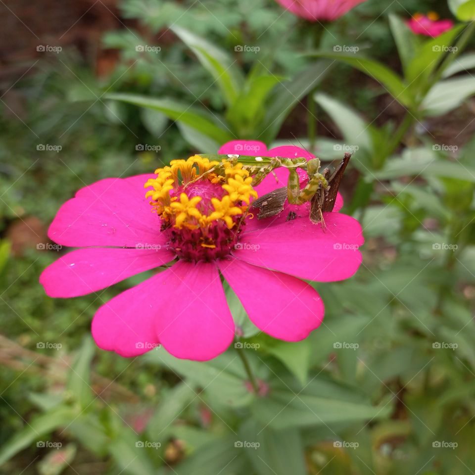 Zinia flowers that are blooming on the praying mantis