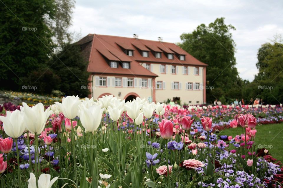 beautiful floral splendor