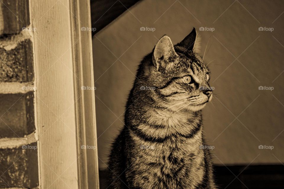 cat sitting in the doorway staring into the distance on a bright sunny day