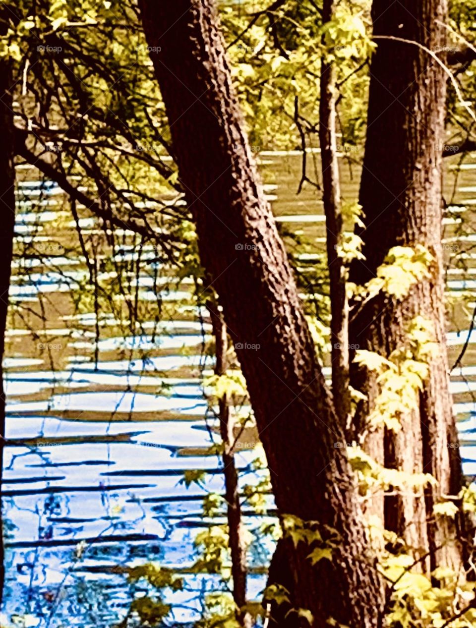 Water and tree