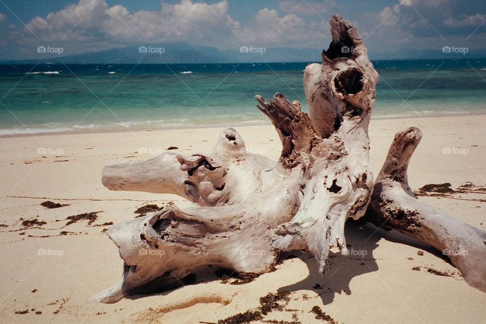 Driftwood