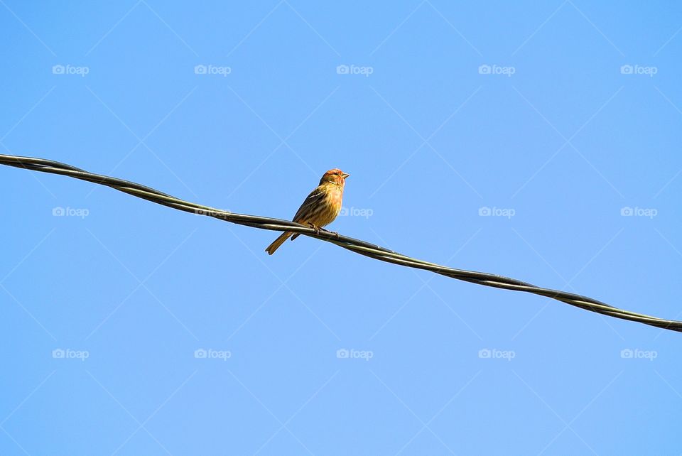 Bird  on a wire