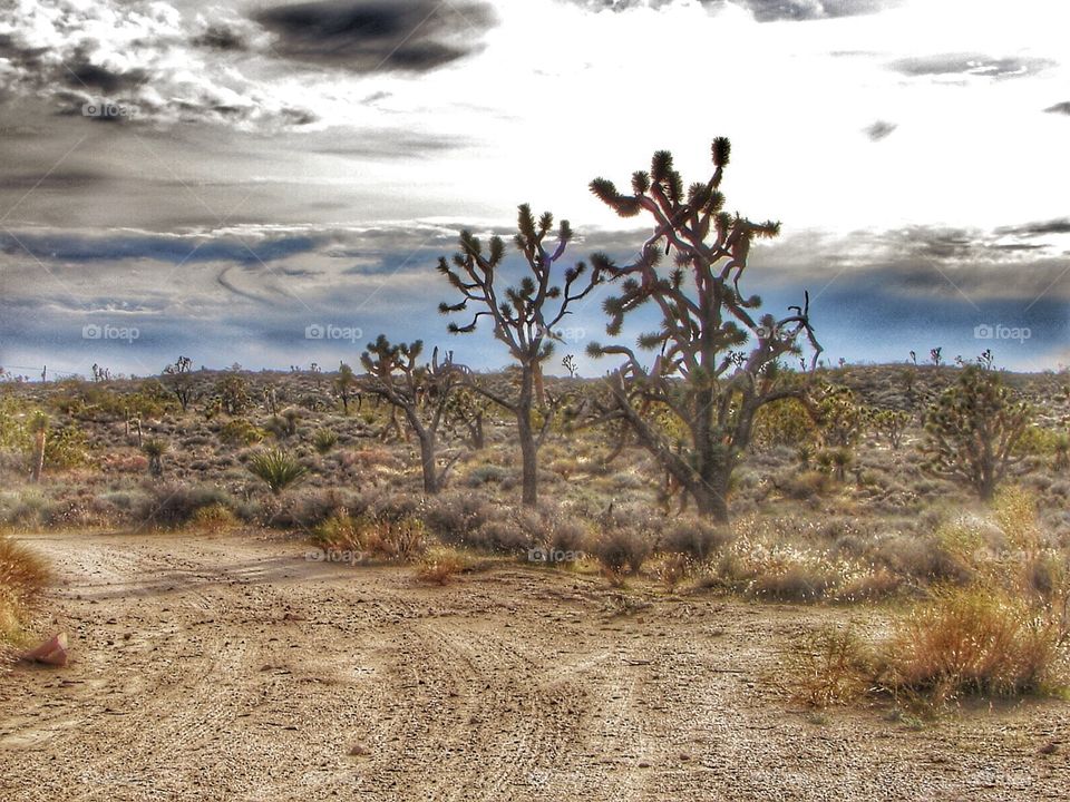 Desert stillness