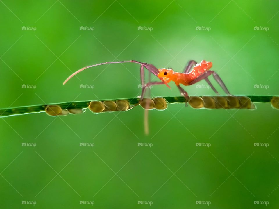 Insects on the grass.