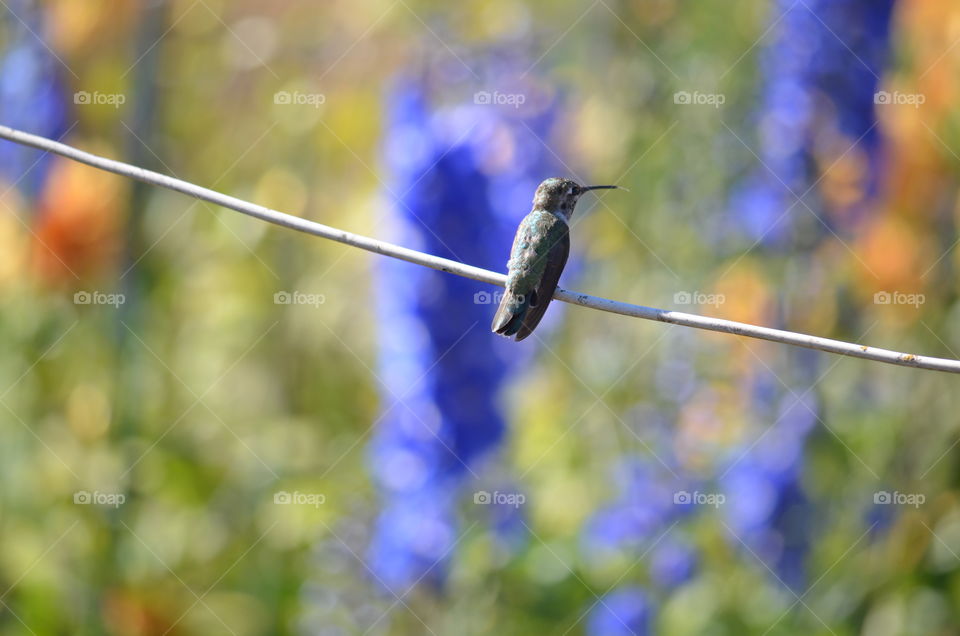 hummingbird