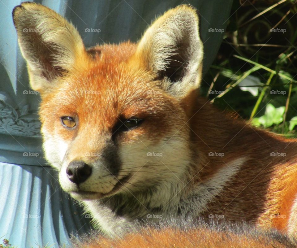 Fox sat in the garden with the autumn sunshine beaming down🦊