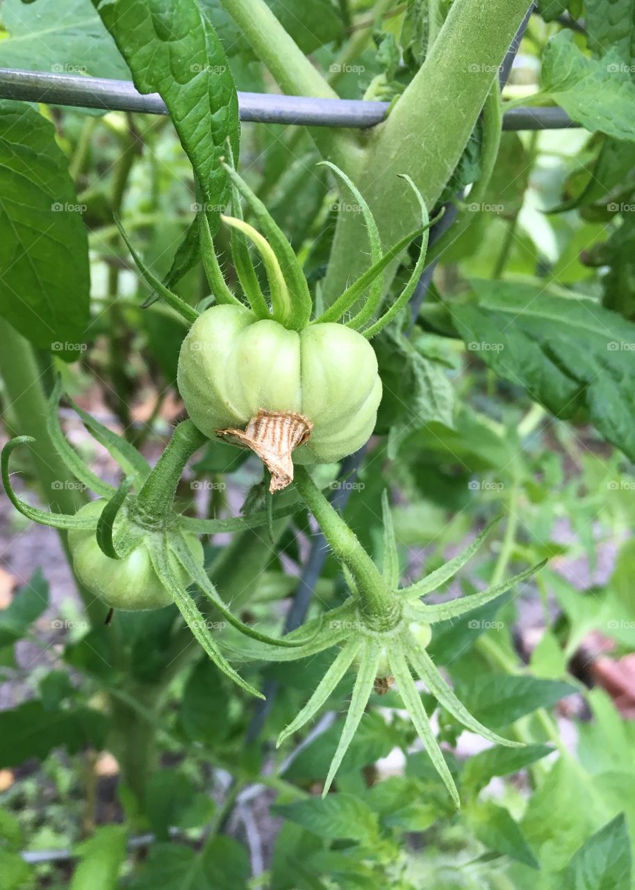 Heirloom Tomatoes in my Garden