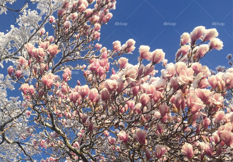 Snow-covered magnolia