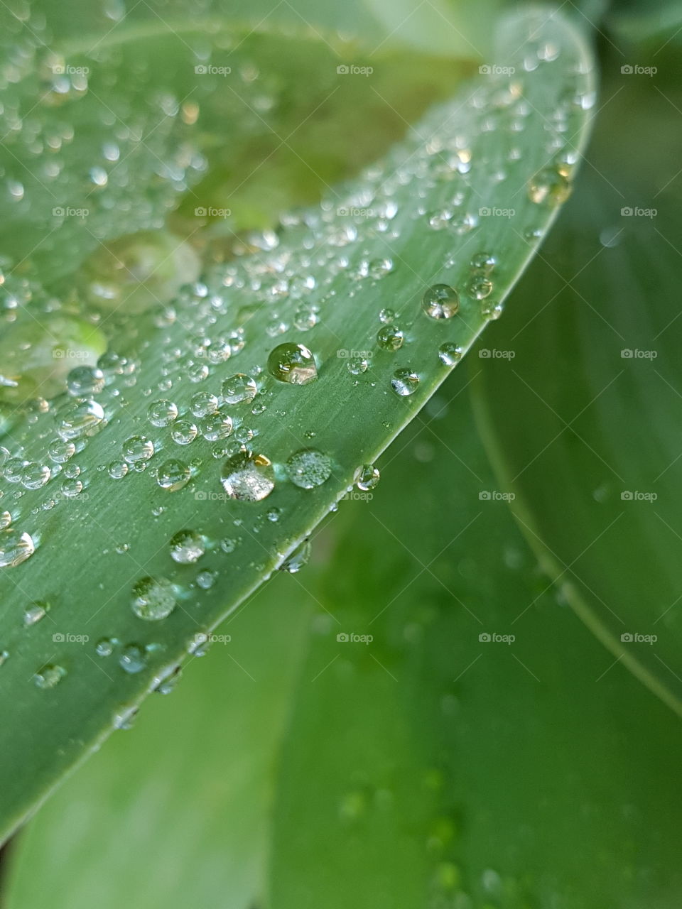 green leaf, water droplets