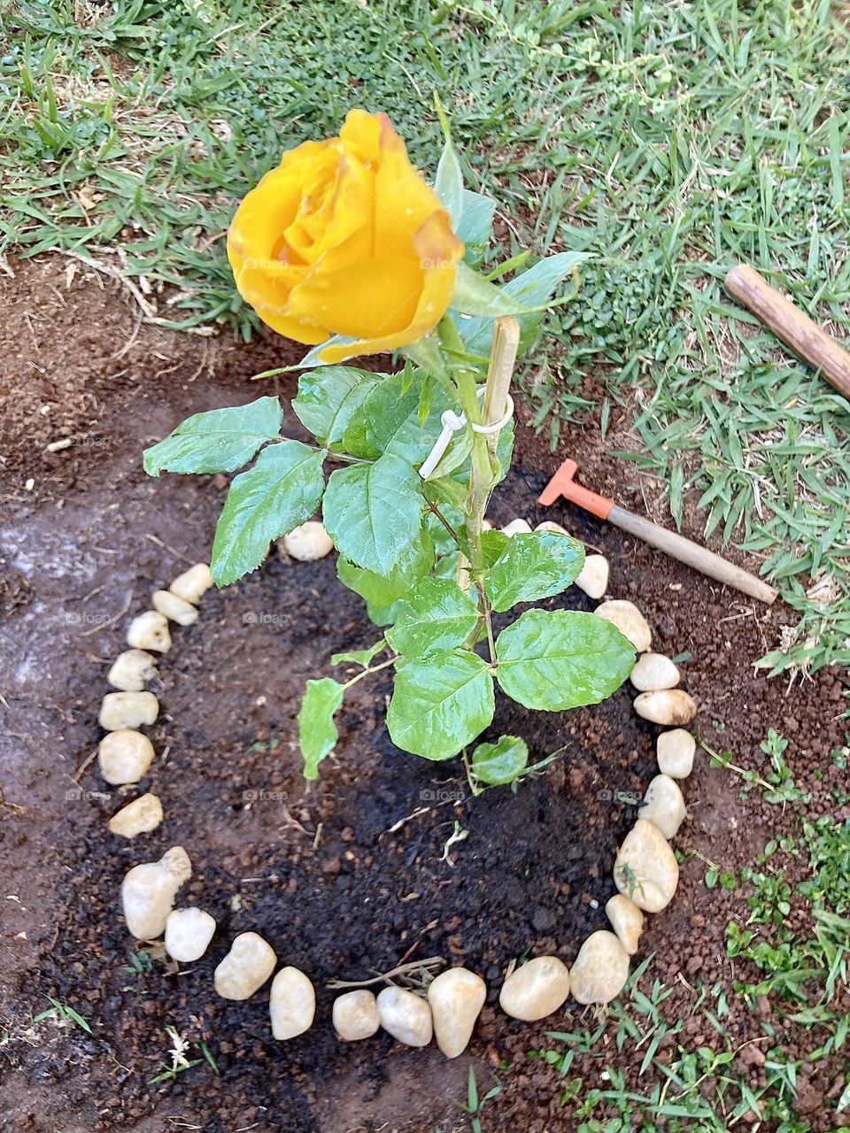 🌹 🇺🇸 Very beautiful flowers to brighten our day.  Live nature and its beauty. Did you like the delicate petals? / 🇧🇷 Flores muito bonitas para alegrar nosso dia. Viva a natureza e sua beleza. Gostaram das pétalas delicadas? 