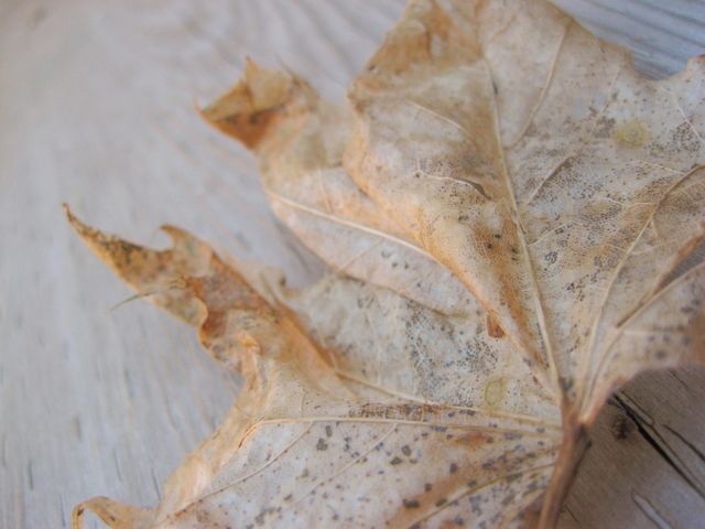 Decomposing Leaf