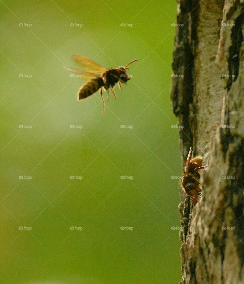 Hornet in Tree Nest