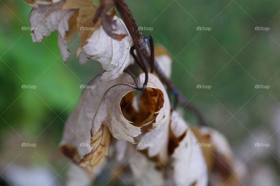 Dry leaves