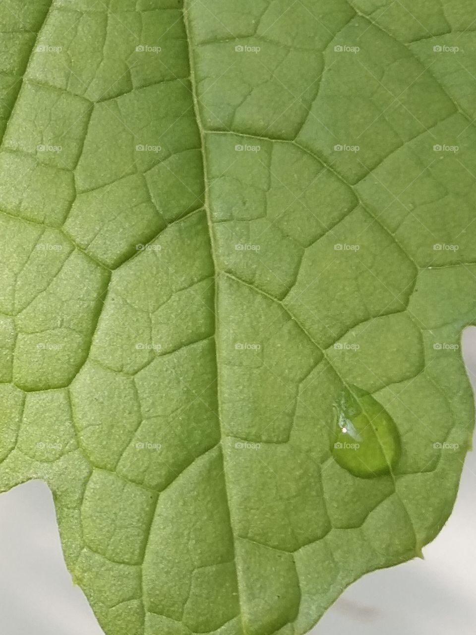 leaf