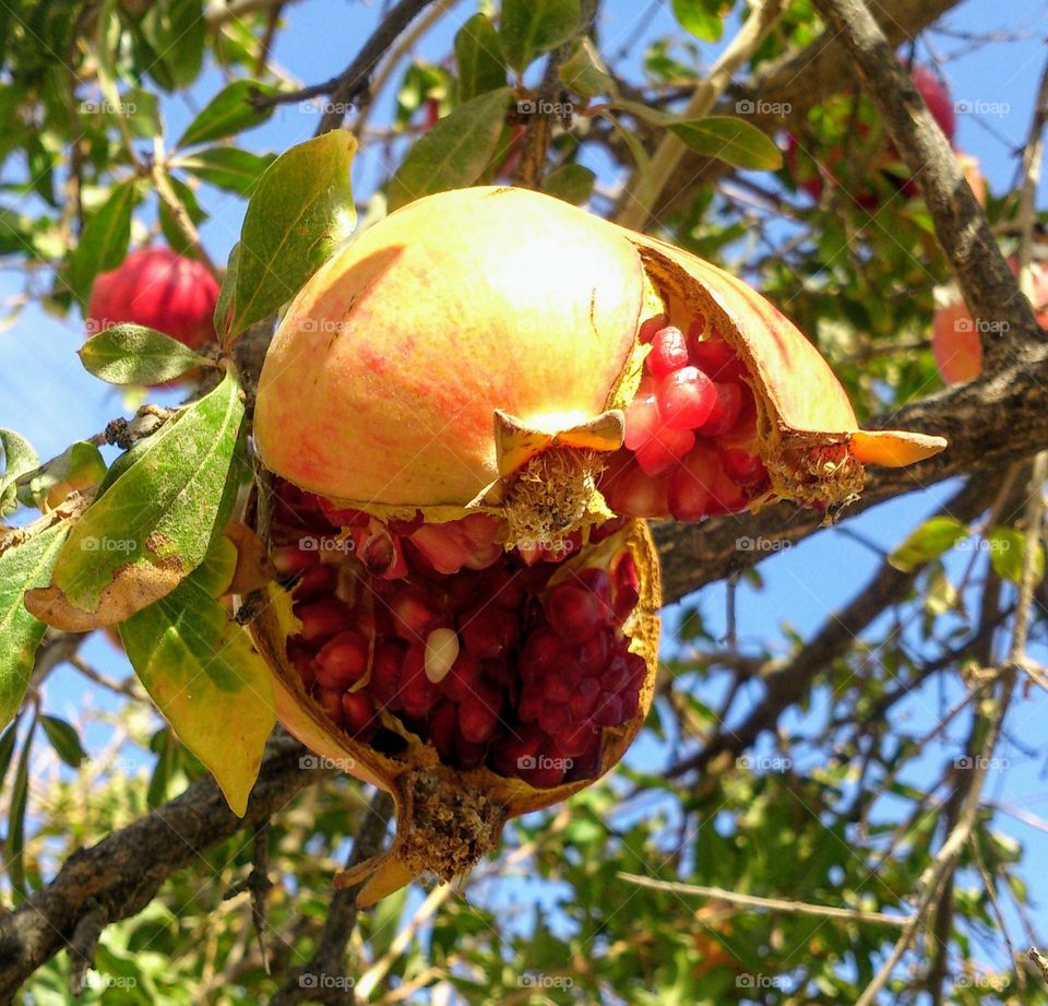 Funny fruit ☀️ Ripe pomegranate on the tree🌞
