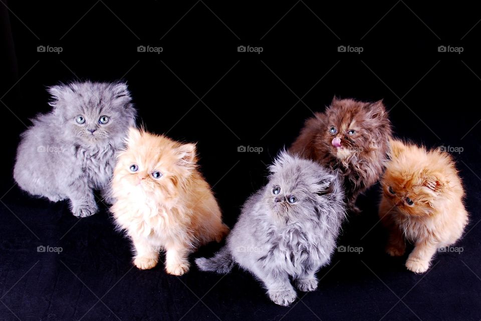 Multi colored cats on black background