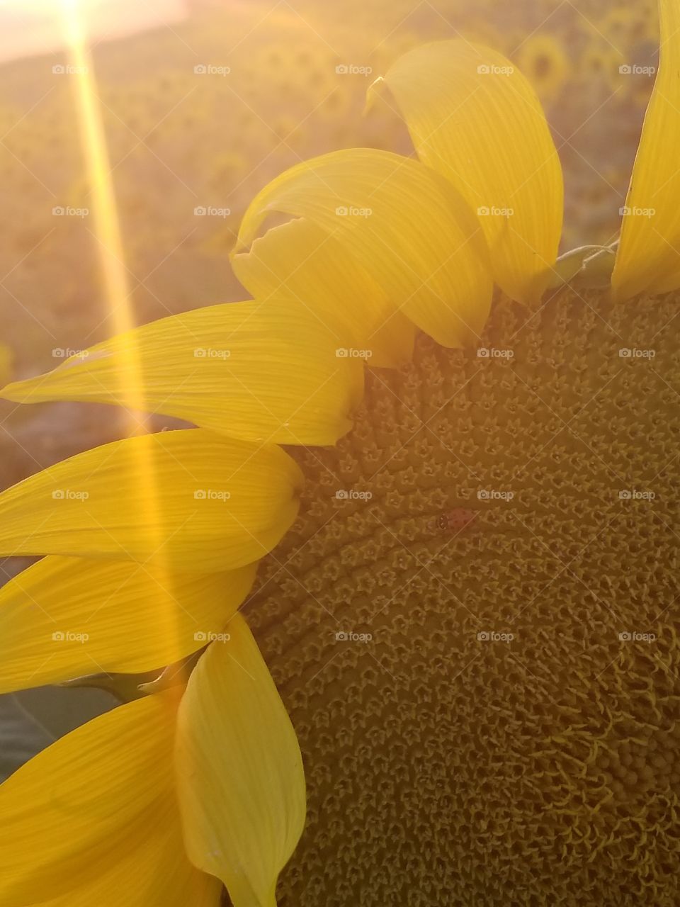 sunflower with ladybug