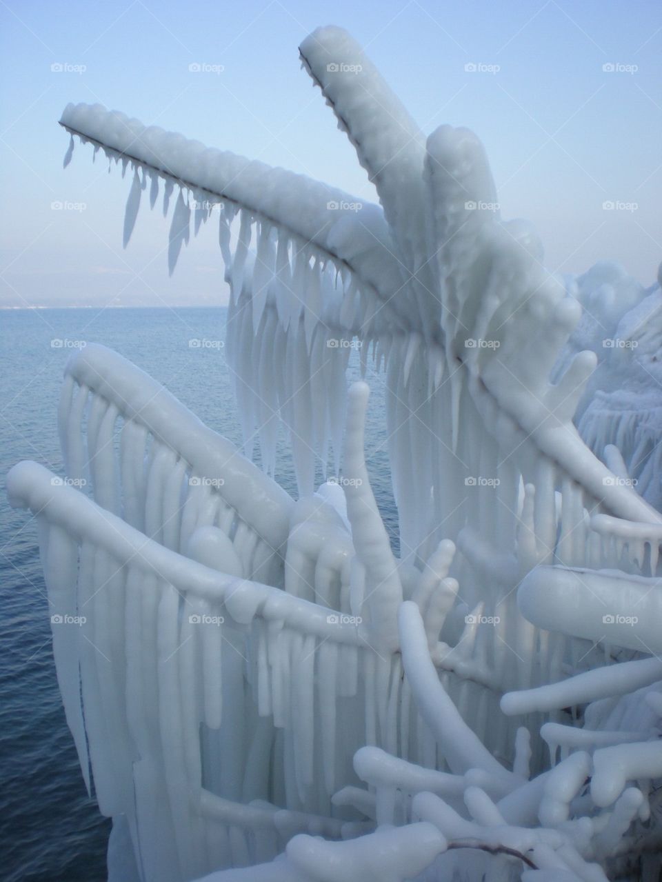 Arbuste transformé en sculpture de glace