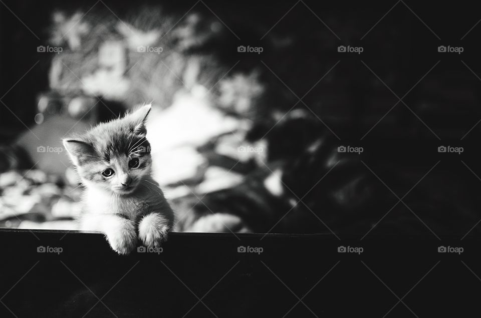 A kitten in black and white: 