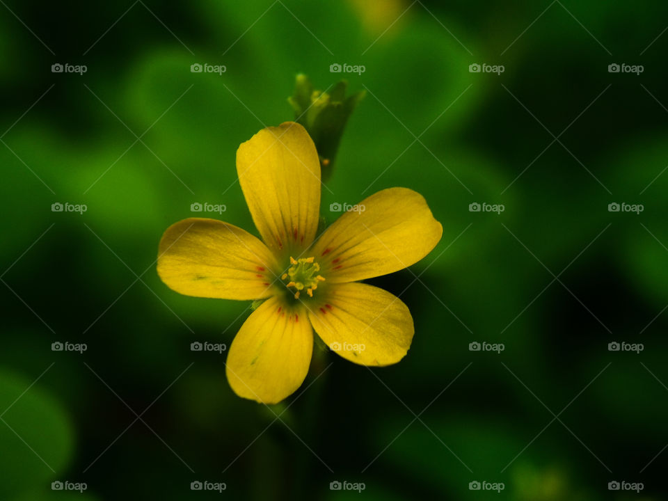 very small yellow flower with dark background