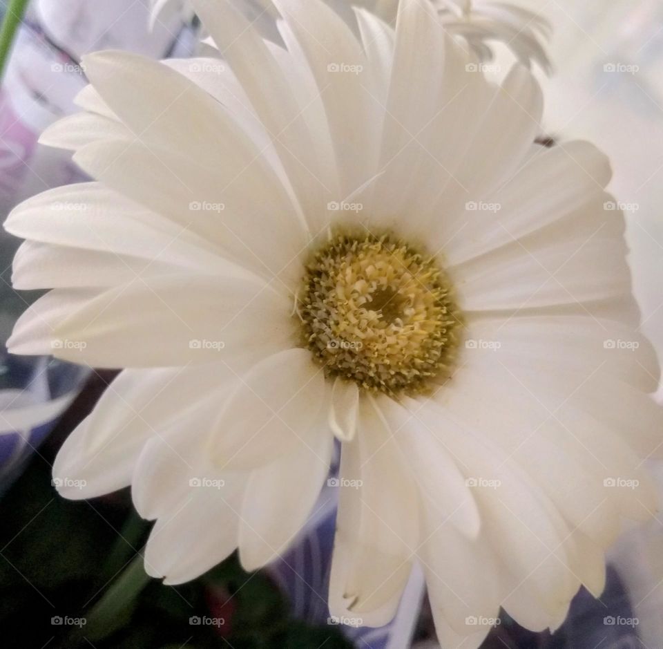 white flower