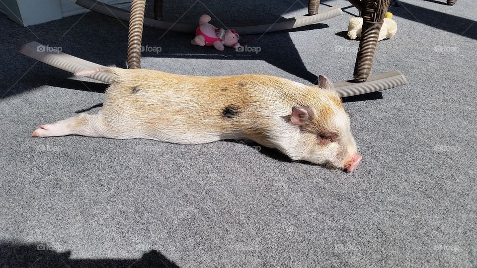 Mini pig in sunshine