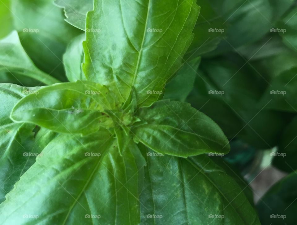 Fresh basil