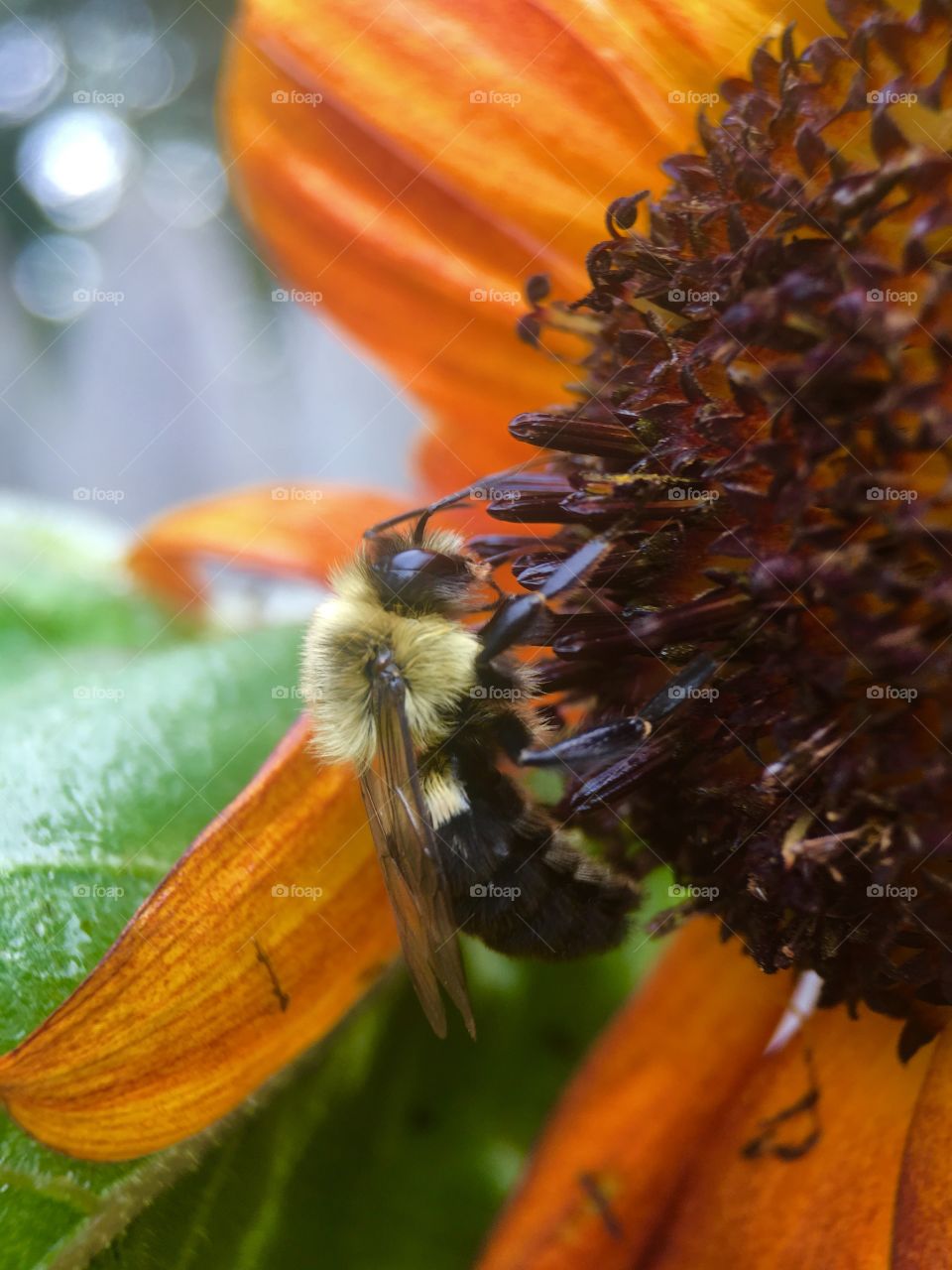 Bee searching for pollen