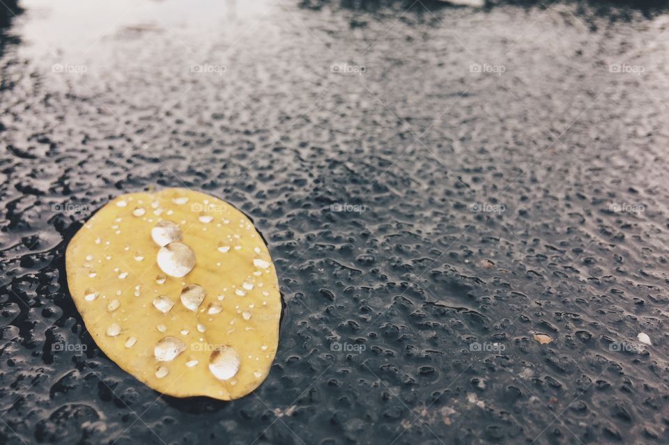 Lonely leaf