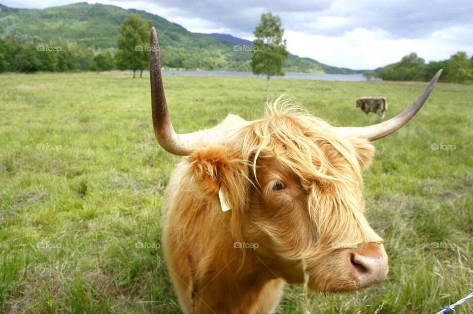 Highland cow