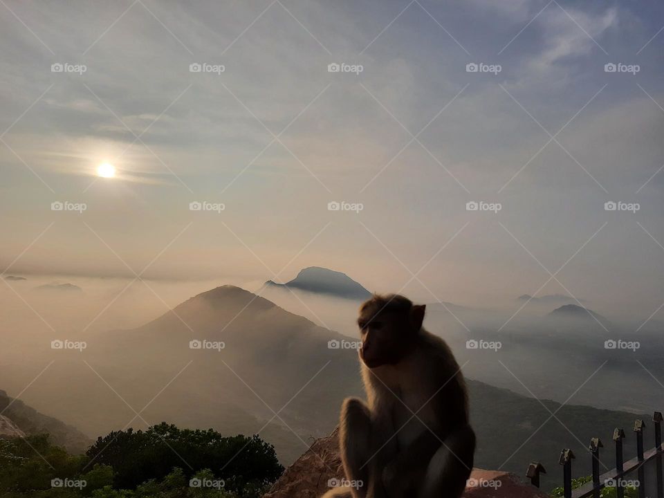 sunlight enjoying monkey