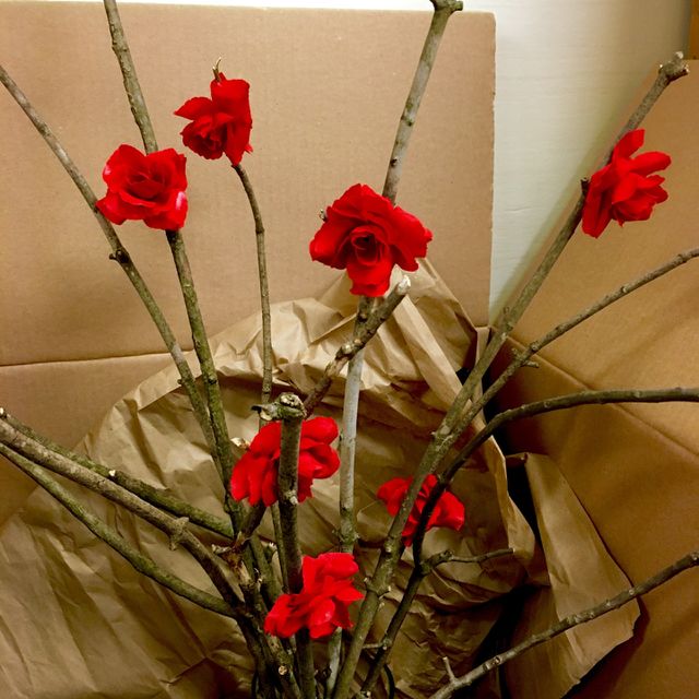 Roses in a box