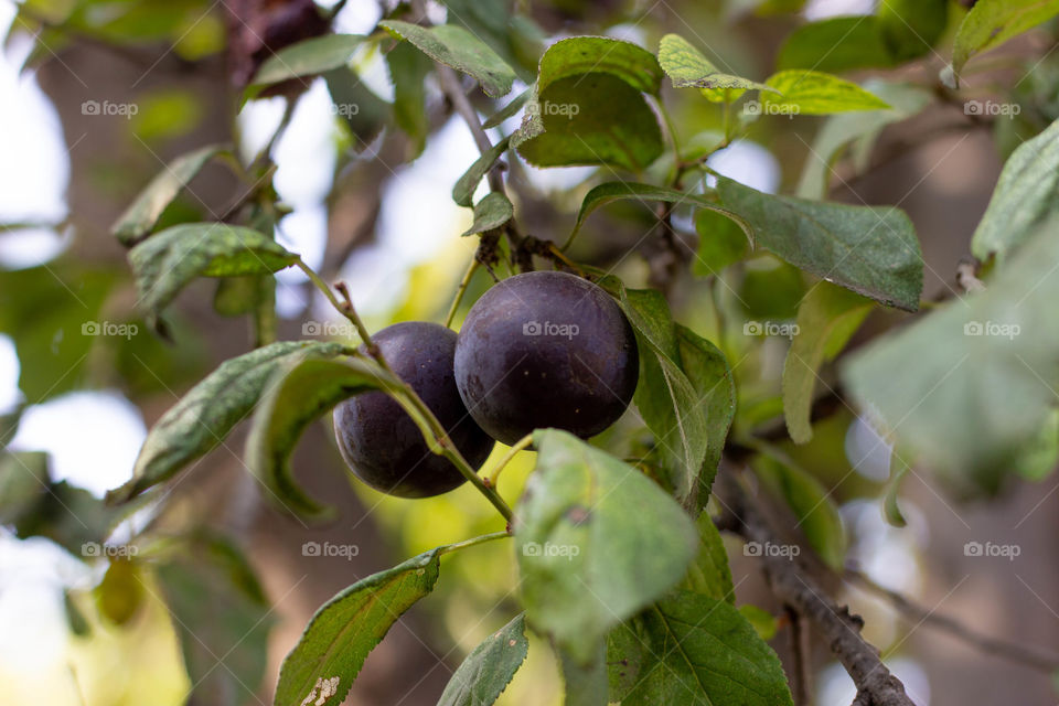 two plums are hanging on a tree