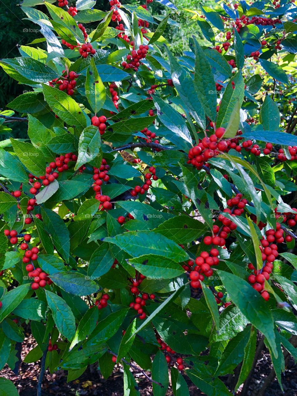 Holly berries 