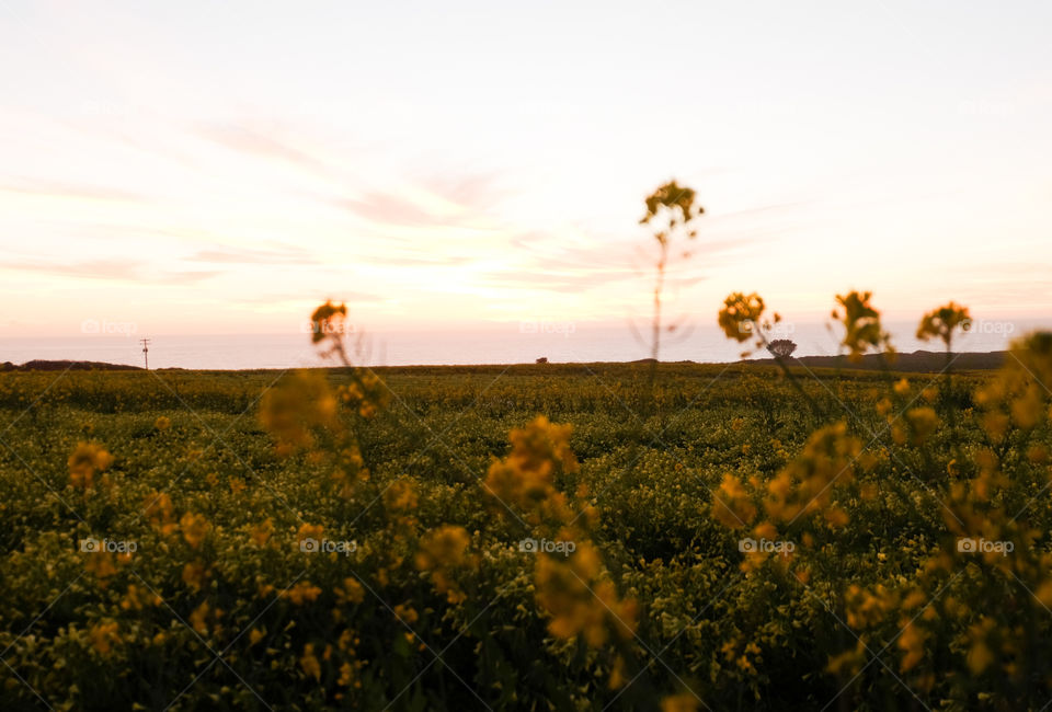 Field of wild flowers and the evening sky