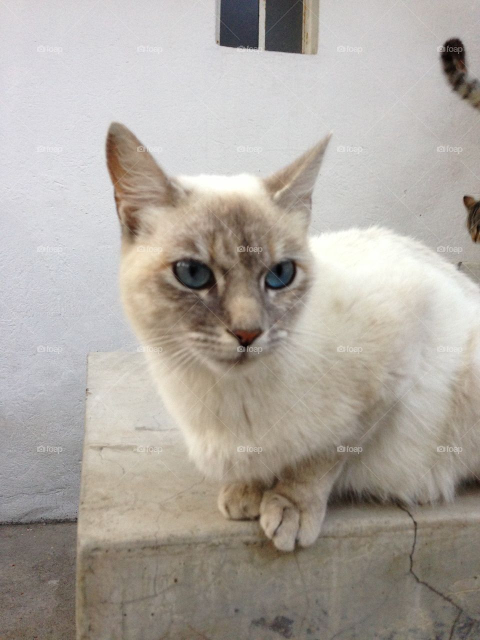 White cat 