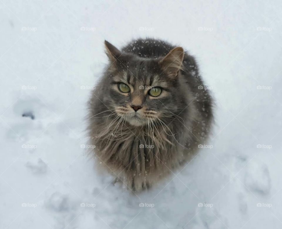 View from above, looking down at cat looking up. Grey colored fluffy cat with big green eyes sitting in the snow as snowflakes fall during the winter.