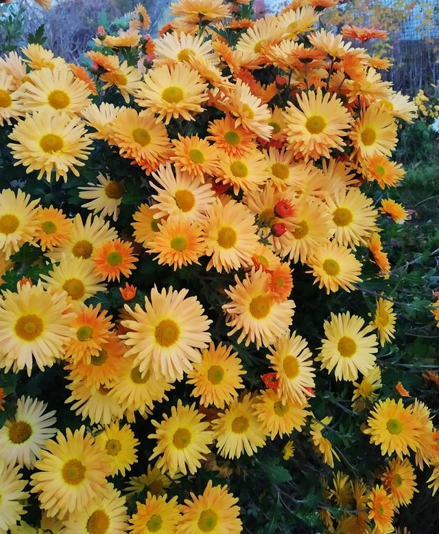 chrysanthemum