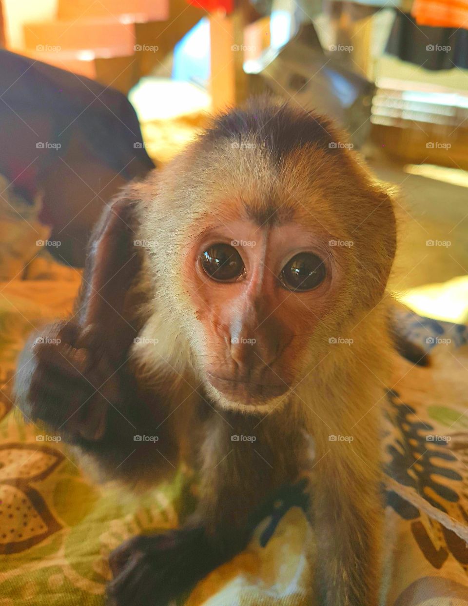 The cutest pets in the world